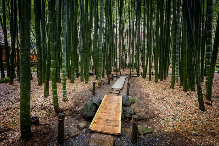 03 Kamakura, hokokuji bamboe tuin.jpg